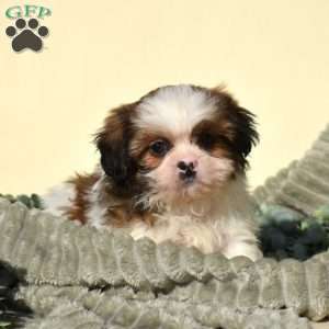 Buddy, Shih Tzu Puppy